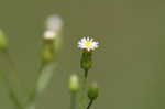 erigeron